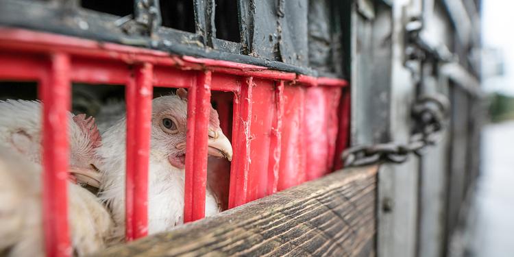 En somalie, l’Etat du Puntland a interdit récemment l’exportation de jeunes animaux, selon la presse locale. Cette mesure a été prise par le ministère de l'Élevage et du Développement des Pâturages, à cause de certains facteurs notamment de préoccupations concernant leur santé et leur qualité pendant le transport vers diverse parties du monde.