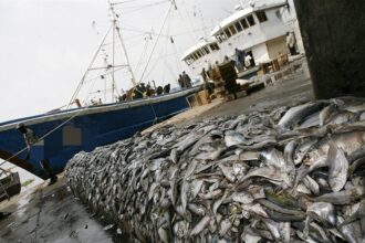 Une centaine de navires autorisés à pêcher