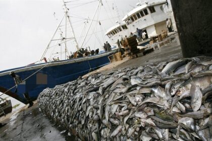 Une centaine de navires autorisés à pêcher