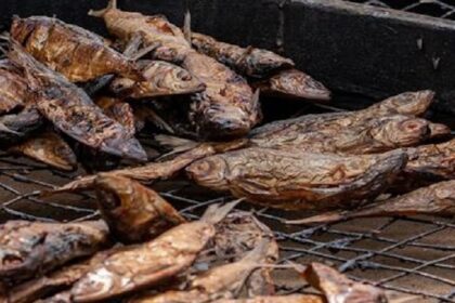 Une étude révèle le rôle du poisson séché dans la lutte contre la malnutrition en Afrique