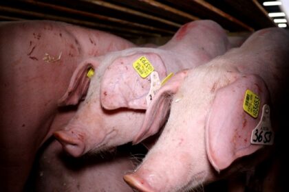 Ces porcs, âgés de deux à trois mois seront engraissés jusqu’à l’âge de huit mois avant d’être mis en reproduction.