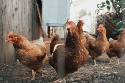 Le financement du climat mondial alloué aux petits producteurs en Afrique de l’Ouest couvre moins de 2 % de leurs besoins (Rapport)