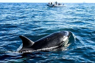 L'administration Trump a entrepris mercredi de supprimer les mesures de protection mises en place sous l'administration Biden pour les espèces menacées et leurs habitats