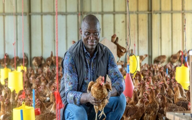 Filière avicole Gabon