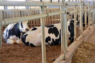 Filière lait Nigéria