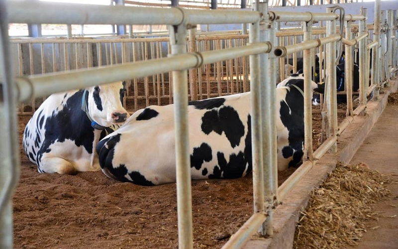 Filière lait Nigéria