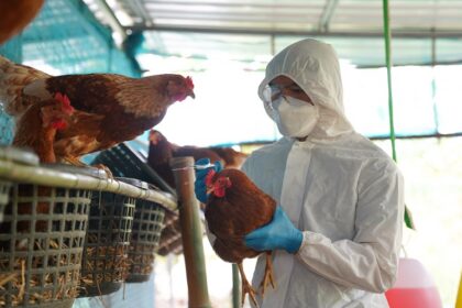 Une nouvelle souche du virus de la grippe aviaire (H5N5) qui n'avait jamais été observée chez l'homme auparavant a été détectée chez un Américain. Selon NDTV