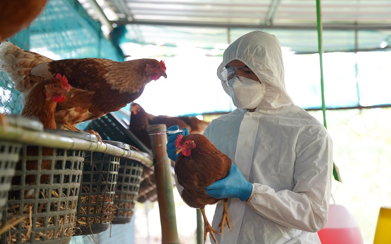 Une nouvelle souche du virus de la grippe aviaire (H5N5) qui n'avait jamais été observée chez l'homme auparavant a été détectée chez un Américain. Selon NDTV