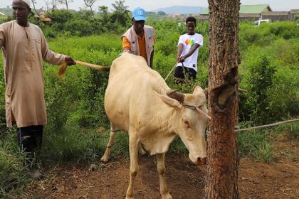La FAO et la Guinée envisagent l’amélioration génétique de la Race Bovine Ndama