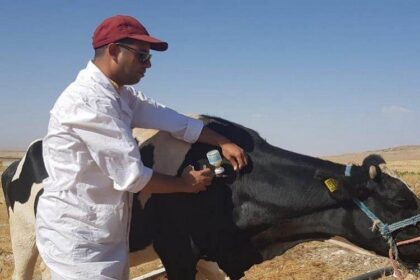 L'Afrique de l'Est adopte un plan décennal pour lutter contre les maladies du bétail