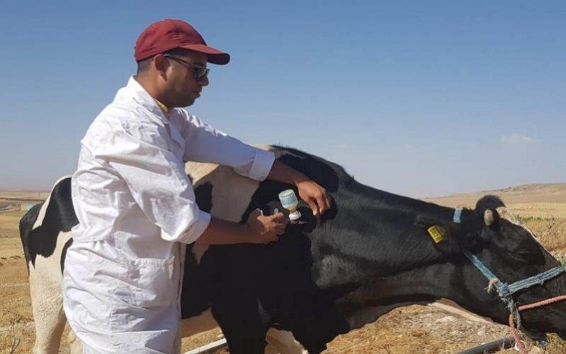 L'Afrique de l'Est adopte un plan décennal pour lutter contre les maladies du bétail