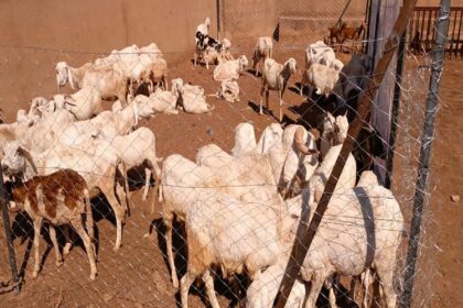 Police sanitaire Mali