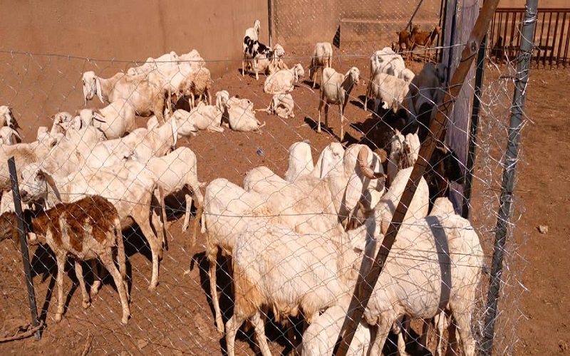 Police sanitaire Mali