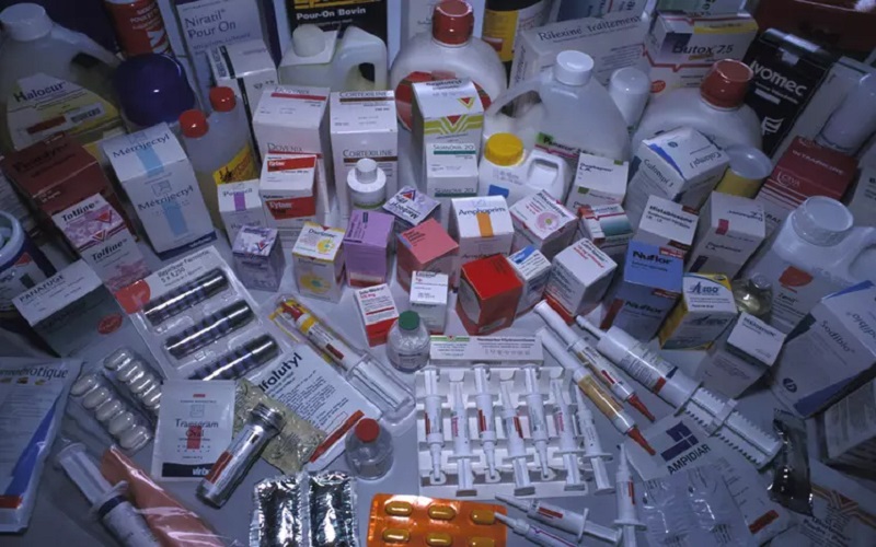 Le secteur de l'élevage en Afrique fait vivre plus de 350 millions de personnes