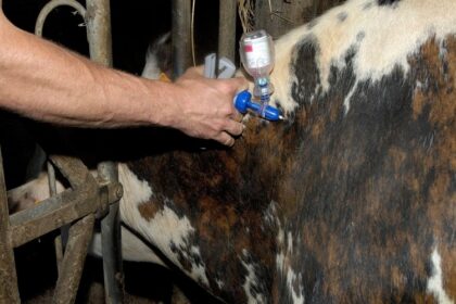 antibiotiques chez les animaux