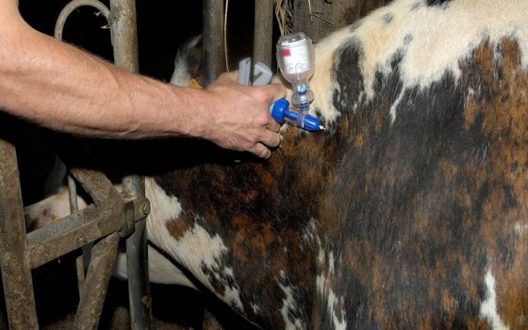 antibiotiques chez les animaux