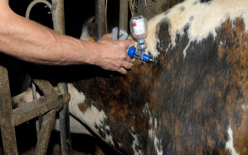 antibiotiques chez les animaux