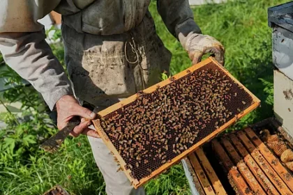 apiculteurs zambiens