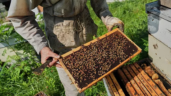 apiculteurs zambiens