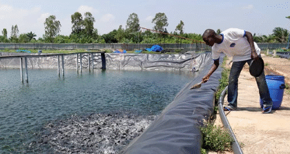 aquaculture Bénin