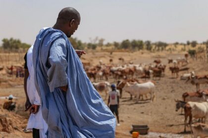 élevage Mauritanie