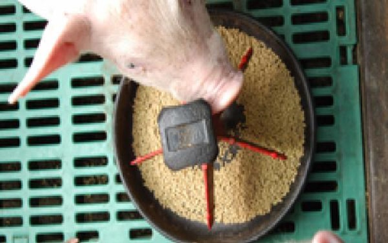 élevage porcin Sénégal