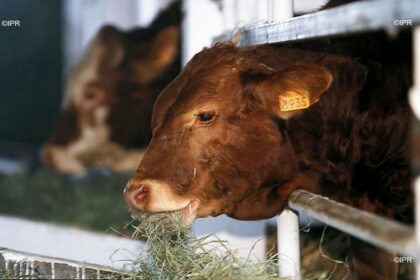 fièvre de la vallée du Rift