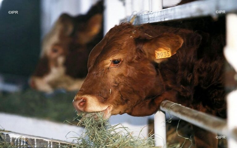 fièvre de la vallée du Rift