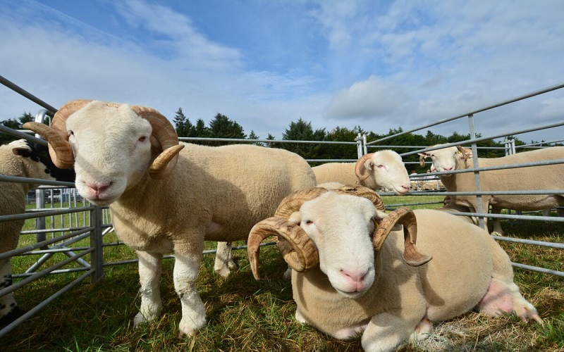 Les gouvernements britannique et Kenyan ont conclu un accord sur l'exportation de matériel génétique. Ainsi, les éleveurs britanniques de moutons et de chèvres ont désormais accès au marché kényan du bétail, estimé à 46 millions de têtes.