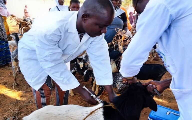 Dans le cadre de la campagne nationale de vaccination contre les maladies animales prioritaires et les zoonoses, le Ministère Burkinabé en charge des Ressources animales a effectué une mission de supervision dans trois régions.