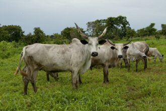 Au Nigéria, 50 millions de têtes de bétail sont insuffisamment nourries