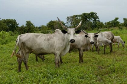 Au Nigéria, 50 millions de têtes de bétail sont insuffisamment nourries