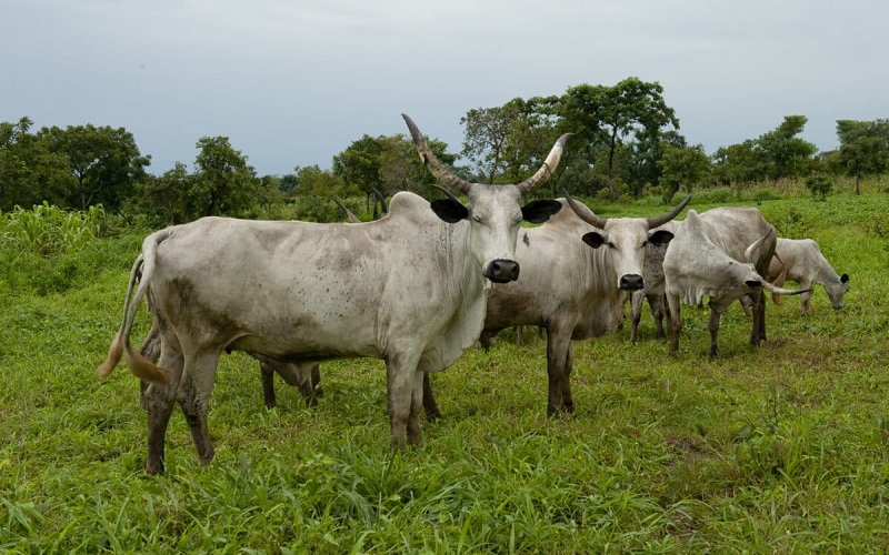 Au Nigéria, 50 millions de têtes de bétail sont insuffisamment nourries