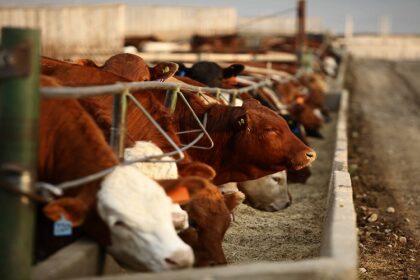 Gestion de bétail aux États-Unis