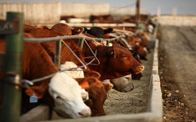 Gestion de bétail aux États-Unis