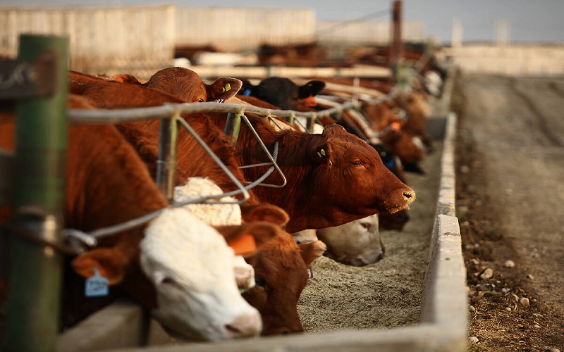 Gestion de bétail aux États-Unis