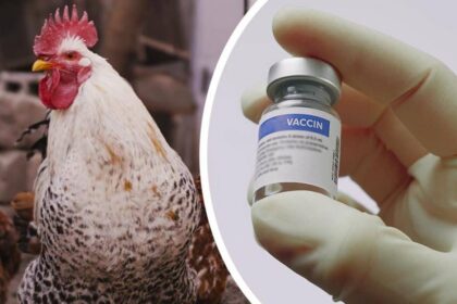 200 volailles vaccinées pour lutter contre la maladie de Newcastle, l'une des infections virales les plus dévastatrices affectant la volaille.