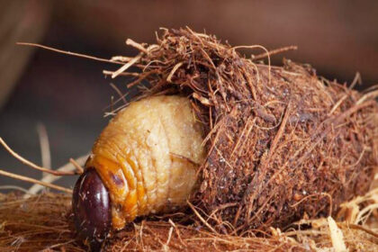 Une alternative innovante contre le chômage des jeunes en Côte d’Ivoire