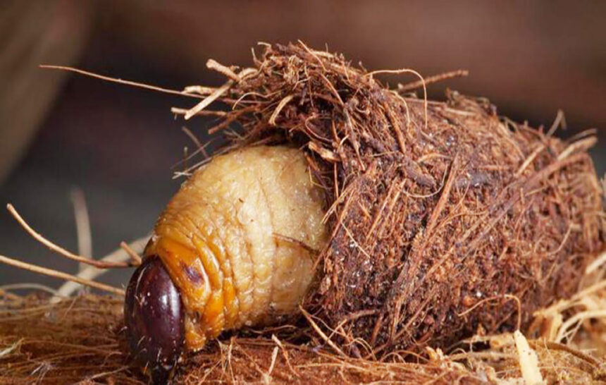 Une alternative innovante contre le chômage des jeunes en Côte d’Ivoire