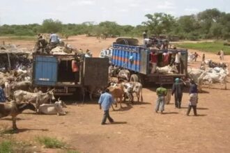 Mobilité du bétail