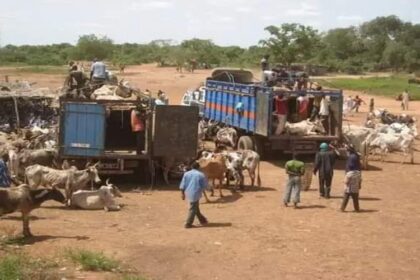 Mobilité du bétail