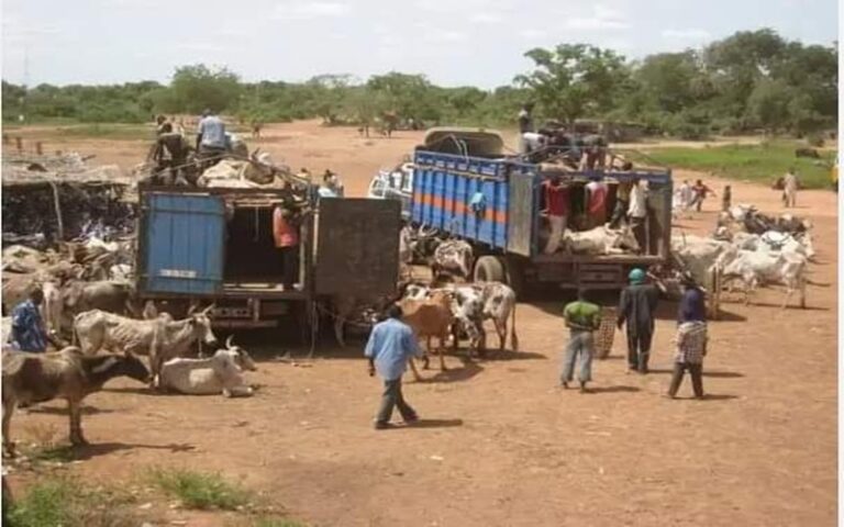 Mobilité du bétail