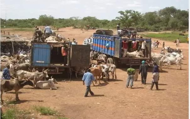 Mobilité du bétail