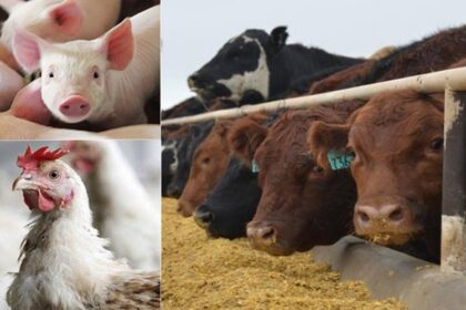 élevage au Nigéria