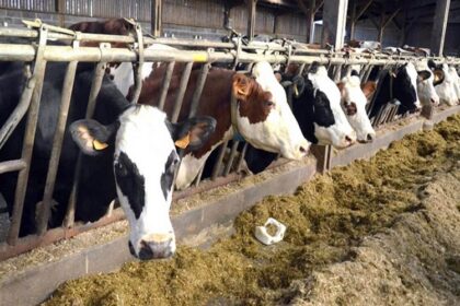 élevage en Algérie