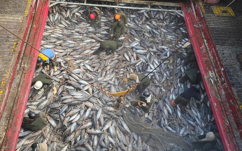 espèces de poissons Vietnam