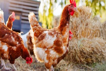 filière avicole Bénin