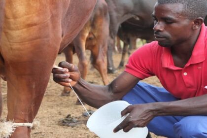 filière lait en Afrique de l’Ouest