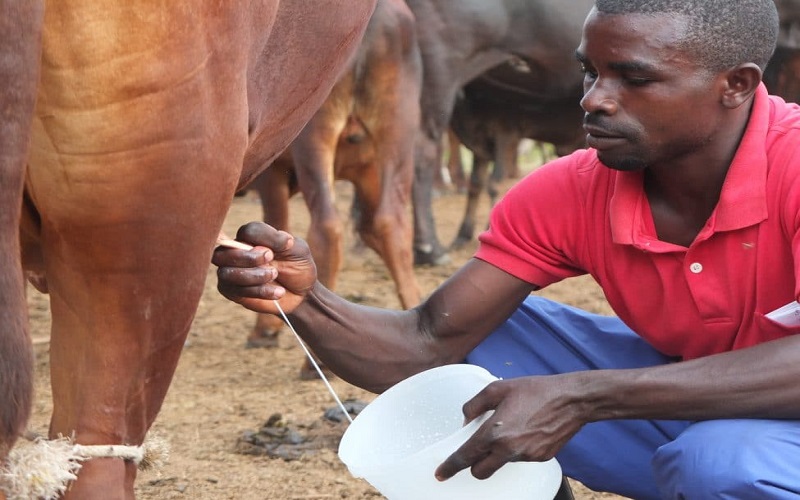 filière lait en Afrique de l’Ouest