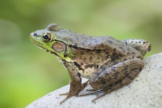 Une femme contracte une infection pulmonaire rare après avoir mangé des grenouilles crues.